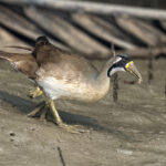 Masked Finfoot female eating a tiny crab (image by Mark Beaman)
