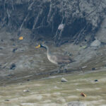 Masked Finfoot male (image by Mark Beaman)