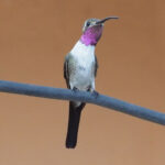 Mexican Sheartail (image by Mark Van Beirs)
