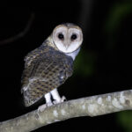 Moluccan Masked Owl (image by Dáni Balla)