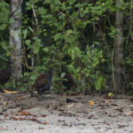 Moluccan Megapode (image by Dáni Balla)