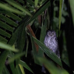 Moluccan Scops Owl (image by Dáni Balla)