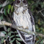 Mottled Owl (image by Mark Van Beirs)