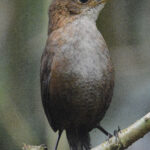 Nava's Wren (image by Mark Van Beirs)