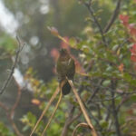 Neblina Metaltail (image by Juan Carlos Calvachi)