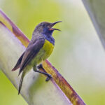Newton's Sunbird (image by Pete Morris)