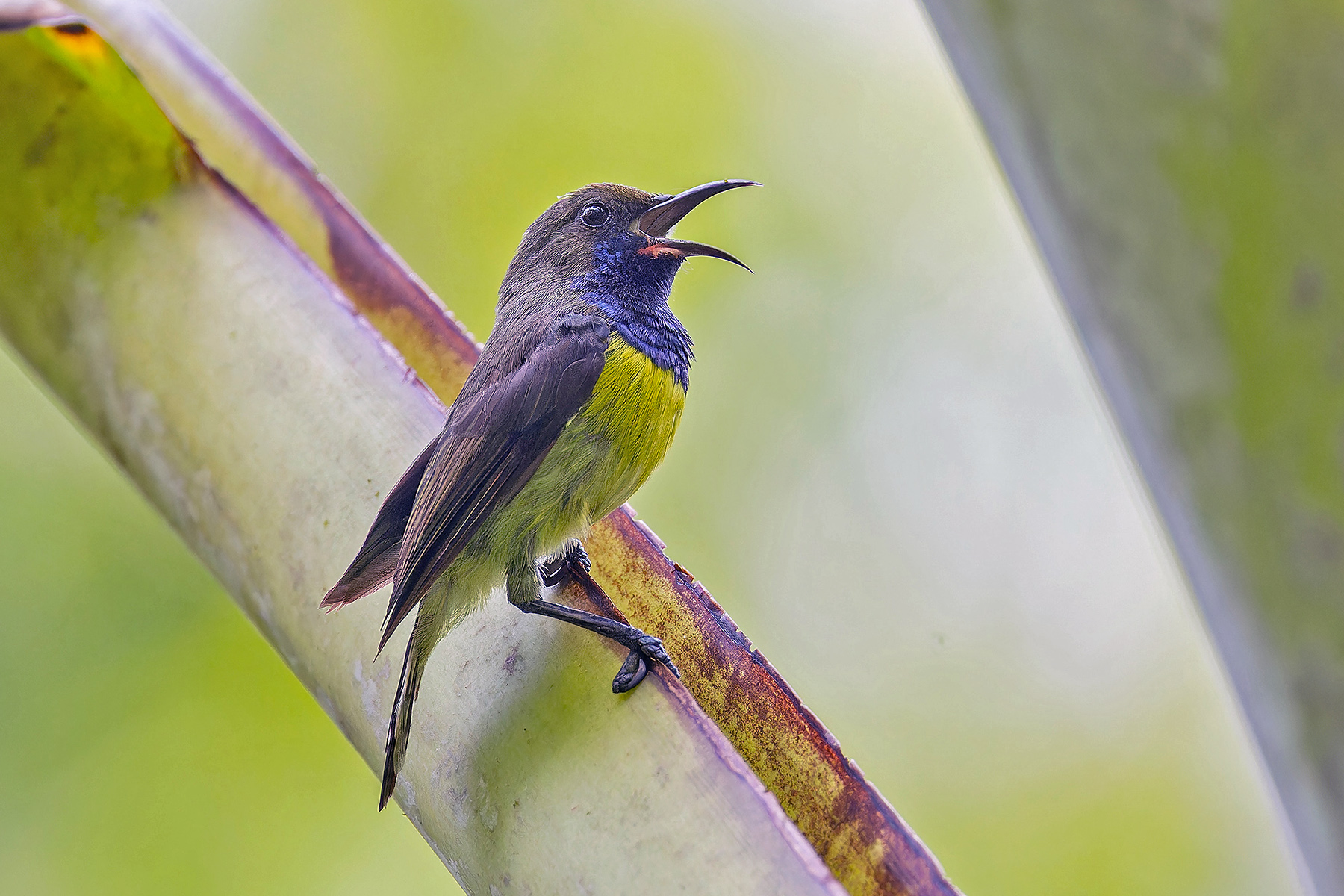 Newton's Sunbird (image by Pete Morris)