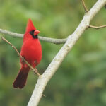 Northern Cardinal (image by Mark Van Beirs)