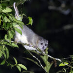 Northern Common Cuscus (image by Dáni Balla)