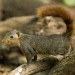 Northern Palawan Tree Squirrel (image by Einar Kongshaug)
