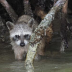 Northern Raccoon (image by Mark Van Beirs)