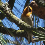 Olive Warbler (image by Mark Van Beirs)