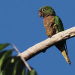 Olive-throated Parakeet (image by Mark Van Beirs)