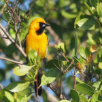 Orange Oriole (image by Mark Van Beirs)