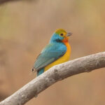 Orange-breasted Bunting (image by Mark Van Beirs)