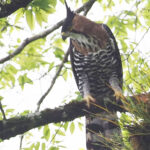 Ornate Hawk-Eagle (image by Mark Van Beirs)