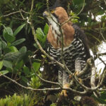 Ornate Hawk-Eagle (image by Mark Van Beirs)