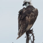 Osprey (image by Mark Van Beirs)