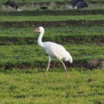 Siberian Crane (image by Dave Farrow)