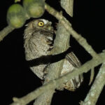 Pacific Screech Owl (image by Mark Van Beirs)
