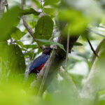 Papuan Pitta (image by Dáni Balla)