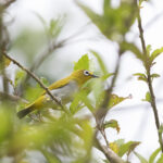 Pearl-bellied White-eye (image by Dáni Balla)