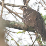 Pheasant Cuckoo (image by Mark Van Beirs)