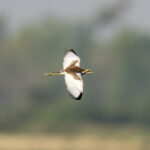 Pheasant-tailed Jacana (image by Mark Beaman)