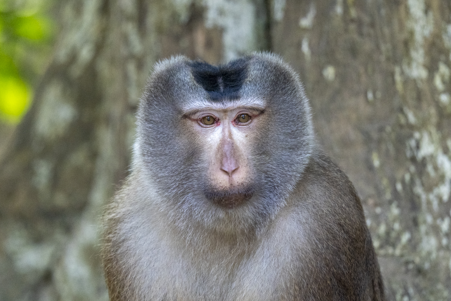 Pig-tailed Macaque (image by Mark Beaman)