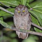Principe Scops Owl (image by Pete Morris)