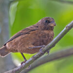 Príncipe form of Principe Seedeater (image by Pete Morris)