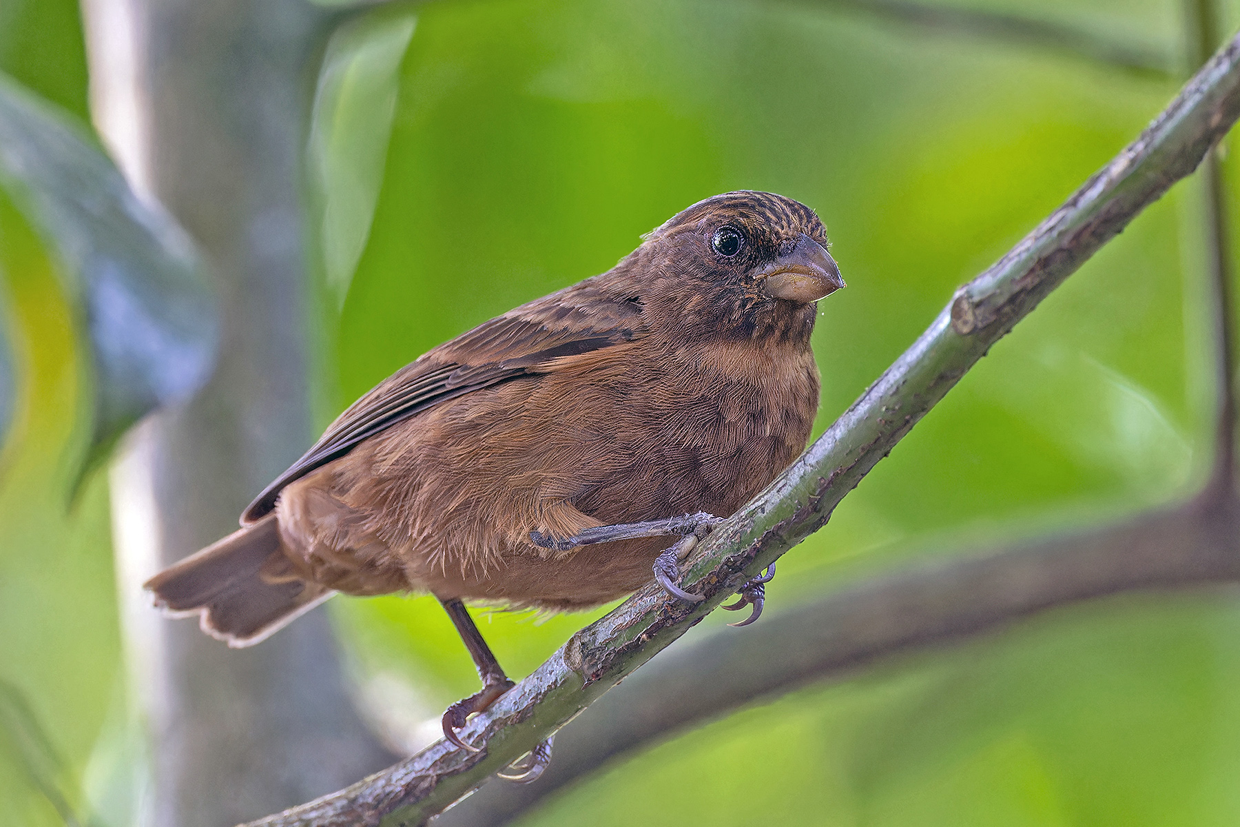 Príncipe form of Principe Seedeater (image by Pete Morris)