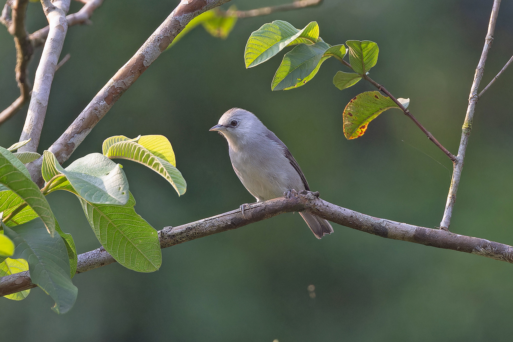 Principe Speirops (image by Pete Morris)