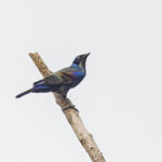 Principe Starling (image by Pete Morris)