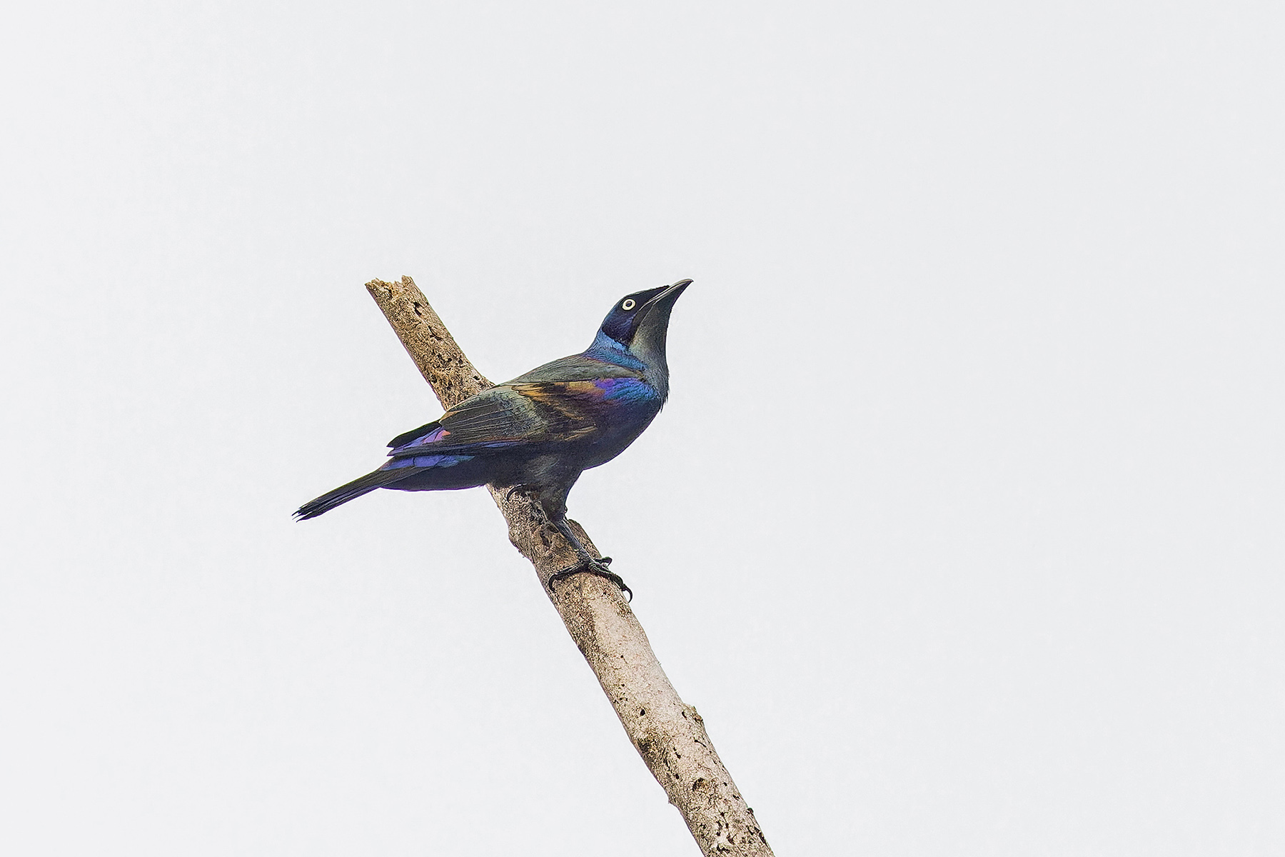 Principe Starling (image by Pete Morris)