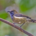 Principe Sunbird (image by Pete Morris)