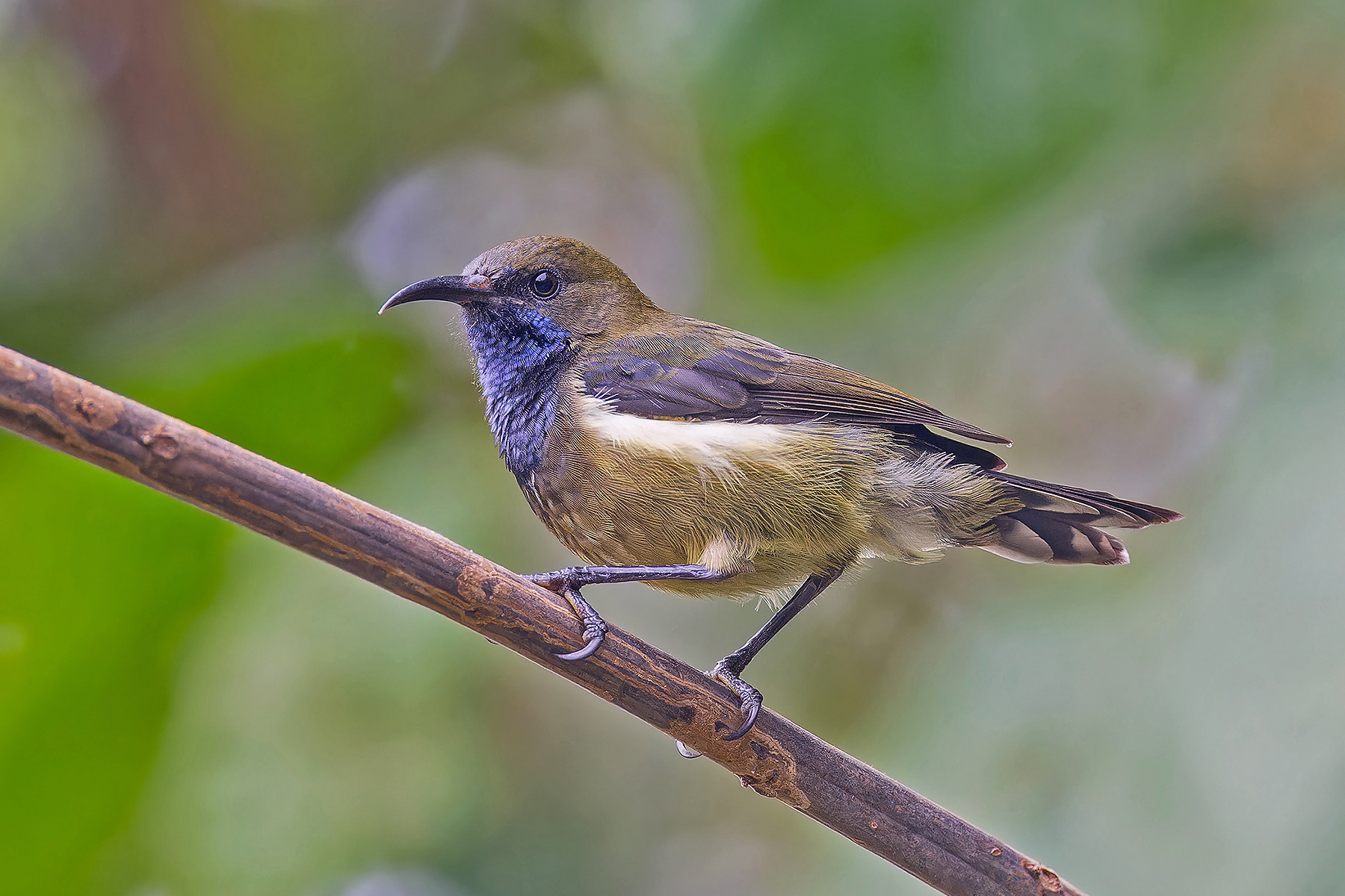 Principe Sunbird (image by Pete Morris)