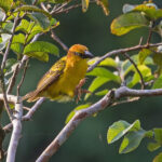 Principe Weaver (image by Pete Morris)