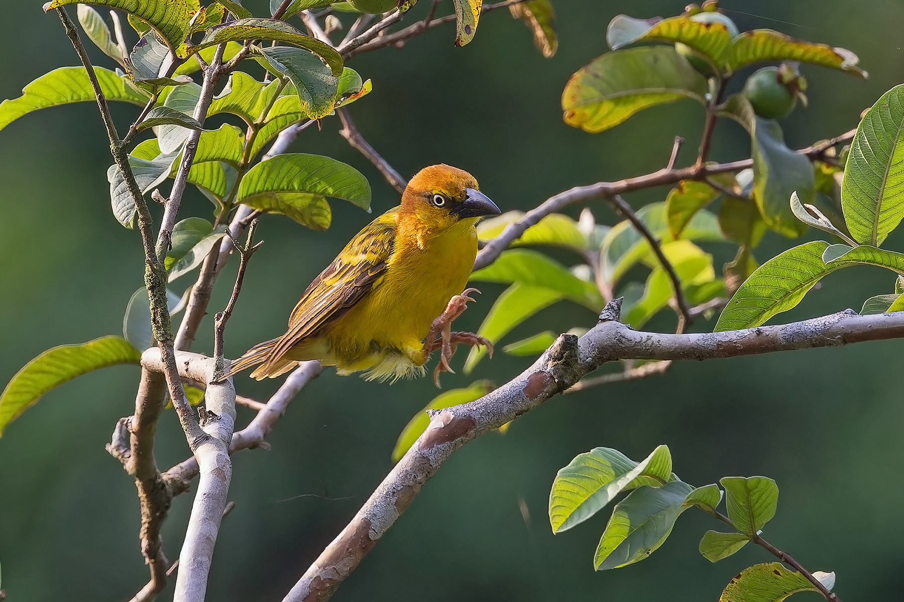 Principe Weaver (image by Pete Morris)