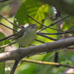 Principe White-eye (image by Pete Morris)