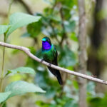 Purple-throated Sunangel (image by Juan Carlos Calvachi)