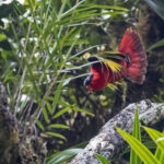 Purple-naped Lory (image by Dáni Balla)