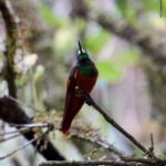 Rainbow Starfrontlet (image by Juan Carlos Calvachi)
