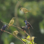 Red-legged Honeycreepers (image by Mark Van Beirs)
