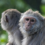 Rhesus Macaques (image by Mark Beaman)