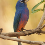 Rose-bellied (Rosita's) Bunting (image by Mark Van Beirs)