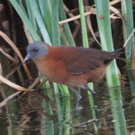 Ruddy Crake (image by Mark Van Beirs)