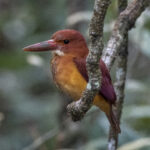 Ruddy Kingfisher (image by Mark Beaman)