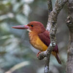Ruddy Kingfisher (image by Mark Beaman)