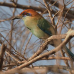 Russet-crowned Motmot (image by Mark Van Beirs)